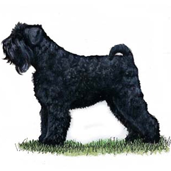 Russian Black Terrier - Click Image to Close